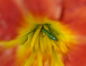 See the "plaid" stripe down its back?