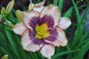 Rosie Returns also wants to go the extra mile and add an extra petal and sepal.