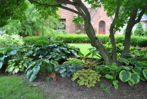 The hosta bed in the front garden under the magnolia tree.