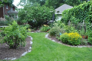 In the Lower Garden, the Zagreb Coreopsis is blooming.  I cut back the geranium but it still has some lovely blue flowers on it. That's Strawberry Candy under the Rose of Sharon.