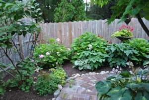 The hydrangeas are doing far better than I expected since the park removed a maple tree that gave them so much shade.