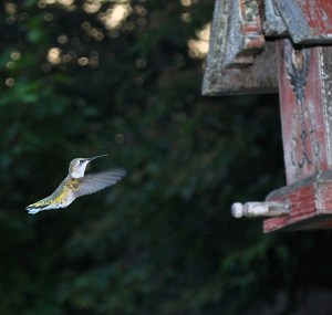A visitor in the Secret Garden.  She is welcome anytime.