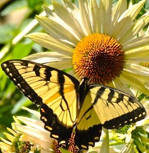 Male Tiger Swallowtail on Fragrant Angel Echinacea in the Secret Garden