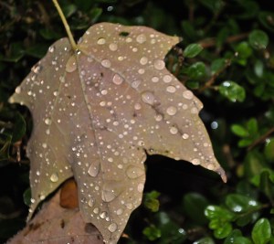 Pearl beads of rain on the back of a fallen maple leaf