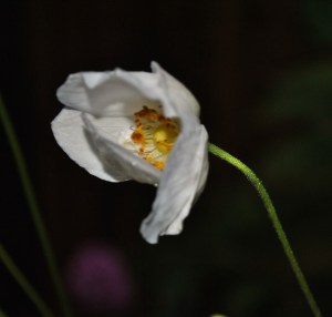 Honorine Jobert anemone in the Secret Garden