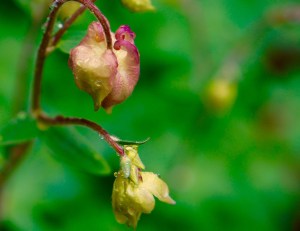 And old columbine drinking in today's rain.