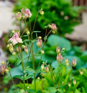 Here's another view of the clump of columbine.