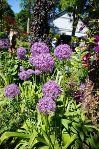 Allium!  I need allium in my garden!