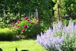 I planted this wonderful peony three years ago and it is finally showing off.  Peonies were initially planted for medicinal purposes and later for their beauty and scent.