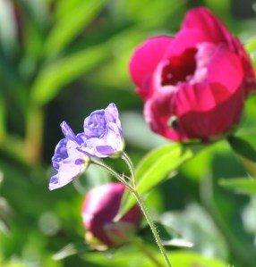 I have long forgotten the name of this hardy geranium, but it is a welcomed resident of my lower garden.  When it stops blooming, I cut it back and it usually supplies a few blooms throughout the summer.