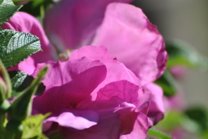 Roses have long been a party of cottage gardens.  This Hansa rose, a rugosa that was developed in the Netherlands in the early 1900's.  It is hardy, which makes it an ideal choice along the shore of Lake Michigan where wickedly cold winds and heavy snow are the norm.  They are wonderfully fragrant.
