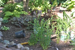 Here is evidence of my aimless gardening habits.  The perennial spade actually wintered over.  I stuck it in the ground early last winter before the ground froze, went off to do other tasks, and forgot it.  Sadly, it didn't grow any babies for me.  But it also didn't die.  It's my favorite spade.  The empty pot is from a daylily I planted last week.  Sigh. 