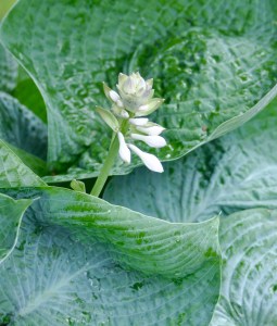 H. Abiqua Drinking Gourd is blooming.  This is a bit early.