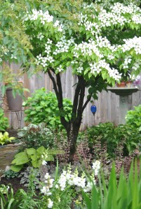 Here is another view of Kousa.  In the foreground are white snapdragons that self-seeded.