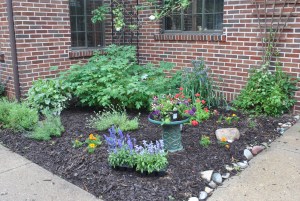 The corner nook where a few bleeding heart blooms are hanging on, the old climbing rose is trying to come back after a hard winter, and the hidcote lavender have been thinned.  In the foreground are to blue salvia annuals waiting to be planted.