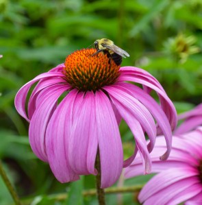 A carpenter bee drinking nectar from a purple coneflower.