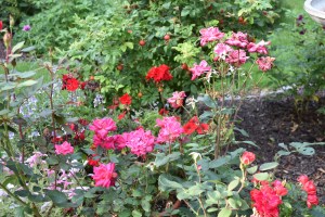 The red Knockout Rose and the red Carpet Rose provided consistent color in the rose medallion.