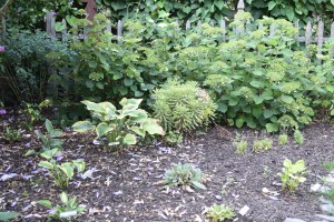 Again, though nothing is blooming here (except the rose of sharon and a couple of stems on the white dome hydrangeas) I'm quite intrigued by my lewd hosta bed. It includes Seducer, Obscene Gesture, Naked Lady, Boyz Toy, Stiletto...I'm looking forward to watching this bed mature.
