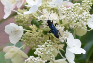 This beautiful wasp may strike fear in some because of its size, but the Great Black Wasp is quite mellow. Because they drink nectar, they are pollinators and visit gardens in mid to late summer.