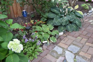 The Nikko Blue in the foreground is the first bloom this plant has sent out in years. I'm not sure why it only produces foliage. Next to it are several favorite hostas: High O Silver seedlings a friend gave me, My Friend Nancy, and Deep Blue Sea.