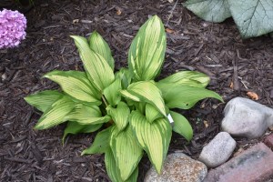 This gorgeous hosta went in late last summer. It is On Stage and the foliage is particularly lovely. 