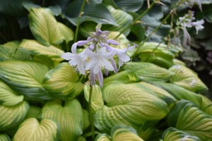 Stained Glass, one of my favorite hostas, is sending out its fragrant blooms. Not all hosta flowers are fragrant, but Stained Glass makes up for those.