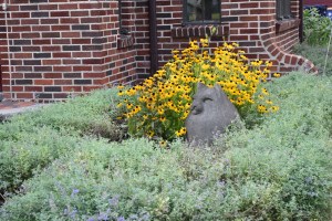 I trimmed Walker's Low catmint a couple of weeks ago in the hopes that it would sent up new blooms. It is starting to do that. In the meantime, I am enjoying the Rudbekia and the blackberry lily.