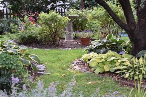 In the lower garden behind the house are more hostas and catmint. I love that the bees love the catmint. And its long bloom season provides a constant supply of nourishment for both native bees and honey bees. The rose of sharon is still blooming. 