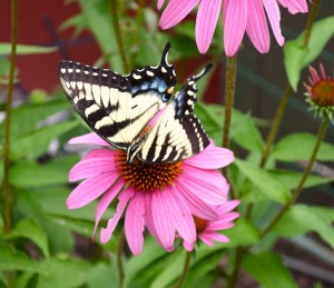 Butterflies, too, transport pollen