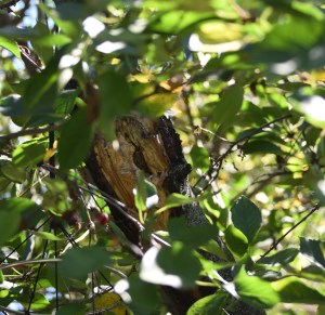 Native bees have taken up residence in the old cherry tree. They dig circular holes in the soft wood and create chambers that each house a single egg.