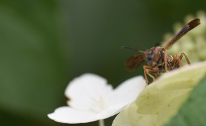 This cicada killer wasp landed on my Tardiva hydrangea a few days ago. It is a very large wasp that stings cicadas and lays its eggs in the body. The wasp larvae feed on the cicada.