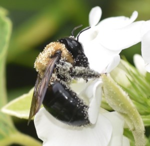 Notice the pollen that has collected on the hairs underneath this carpenter bee's body. This allows for easy transfer of pollen from one bloom to another and makes carpenter bees wonderful pollinators. These particular bee is nuzzling the white phlox in the Secret Garden.