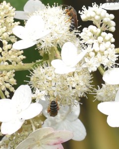 Leafcutter bees often have white stripes on their abdomen. In my garden, they seem to like catmint and hydrangea pollen.