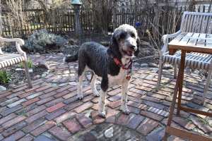 I do have an addition to the garden, a four footed helper. Say hello to Bridget, an 8-year old standard poodle.