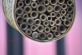 I have a house guest!! A mason bee has set up housekeeping in my bee abode in the old cherry tree. Perhaps in the coming years there will be more tenants. This is yet another reason I am looking forward to this year's Garden Bloggers' Fling, this time in Minneapolis.