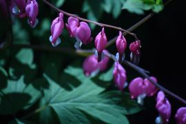 The bleeding heart light up the little nook outside the sunroom and dining room windows. 