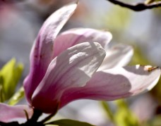 A bit tattered, but still lovely.