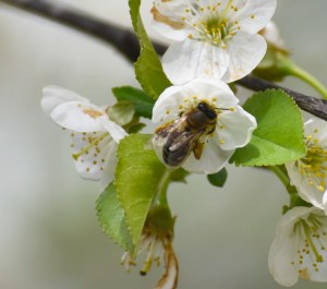 Notice the pollen sacs on the hind legs of this mason bee. It is mason and other solitary bees that pollinate fruit trees. The next time you bite into an apple or pop a blueberry in your mouth, you can thank native bees. Honey bees are still snuggled in their hives. And, native bees are far better pollinators. 