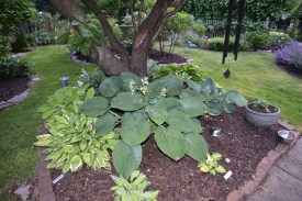 I love the hosta bed under the old cherry tree. Seboldiana Elegans is about to bloom.