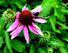 coneflower626