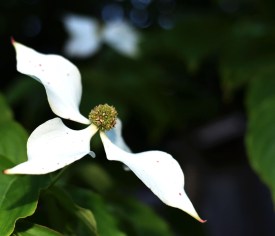 The kousa dogwood is in full bloom. What a gorgeous tree.