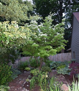 Here is another look at the kousa dogwood.