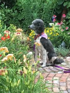 And, then there is Bridget, here looking proud amongst the daylilies in the ecret Garden.  That is Crystal Pinot near her nose and Barbara Mitchell to the left.  Behind her is a purple coneflower that I thought did not survive.  But, there it is.