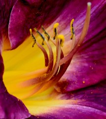 Meet Strutters' Ball, a daylily I planted late last summer.  
