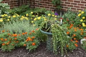 I'm always grateful for annuals.  Marigolds brighten up the little nook garden outside the sunroom.